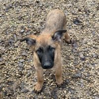Chiots berger belge malinois lof #0