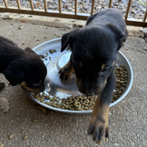 A reserver chiots beauceron (berger de beauce) lof #1