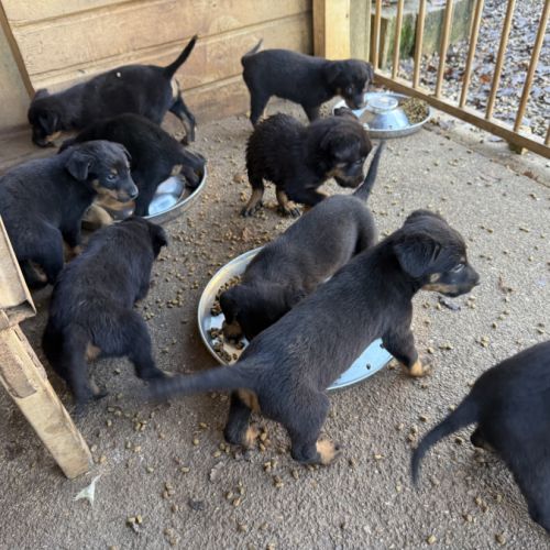 A reserver chiots beauceron (berger de beauce) lof #2