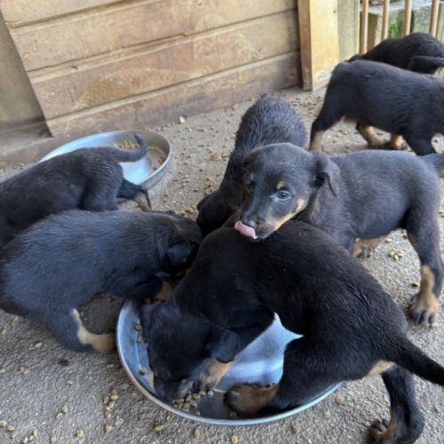 A reserver chiots beauceron (berger de beauce) lof #3
