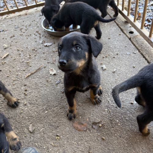 A reserver chiots beauceron (berger de beauce) lof #4