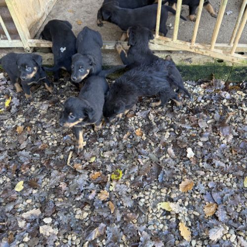 A reserver chiots beauceron (berger de beauce) lof #5