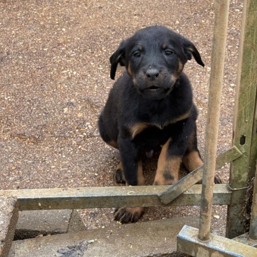 A reserver chiots beauceron (berger de beauce) lof #9
