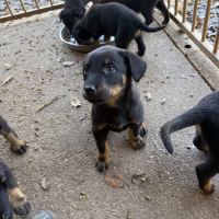 A reserver chiots beauceron (berger de beauce) lof #4