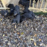 A reserver chiots beauceron (berger de beauce) lof #5