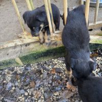 A reserver chiots beauceron (berger de beauce) lof #6