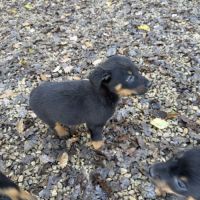 A reserver chiots beauceron (berger de beauce) lof #7