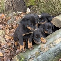 A reserver chiots beauceron (berger de beauce) lof