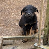 A reserver chiots beauceron (berger de beauce) lof #9