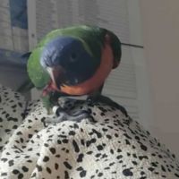 Loriquet arc en ciel