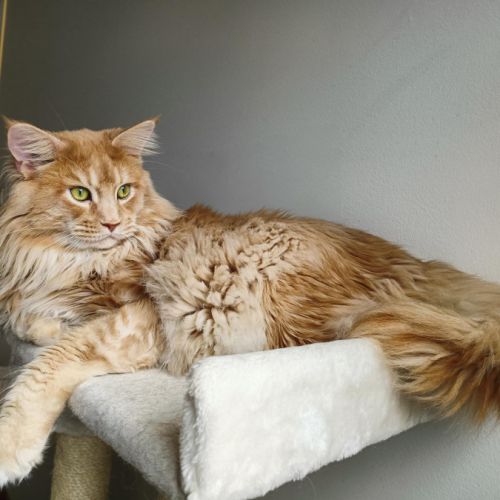 Propose mâle maine coon pour saillie. #3