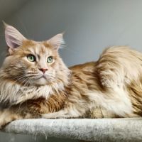 Propose mâle maine coon pour saillie.