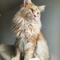 Propose mâle maine coon pour saillie. #2