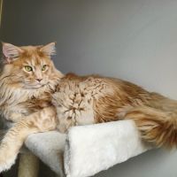 Propose mâle maine coon pour saillie. #3