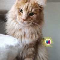 Propose mâle maine coon pour saillie. #4