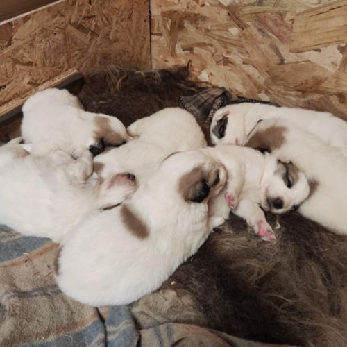 Chiots montagne des pyrénées, patou