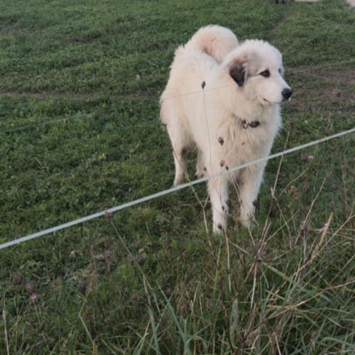Chiots montagne des pyrénées, patou #2