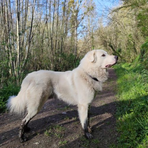 Chiots montagne des pyrénées, patou #3