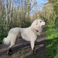 Chiots montagne des pyrénées, patou #3