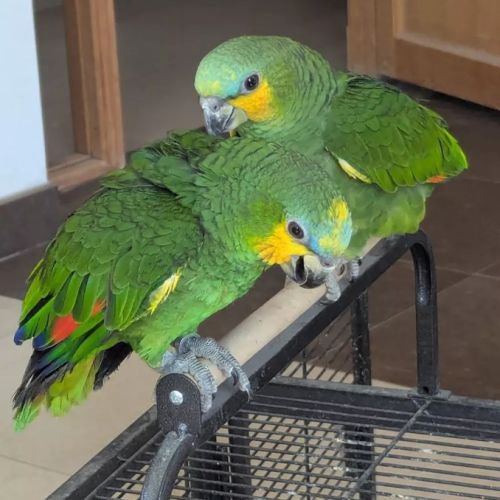 Perroquet amazone à front bleu #0