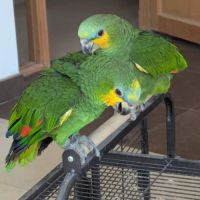 Perroquet amazone à front bleu