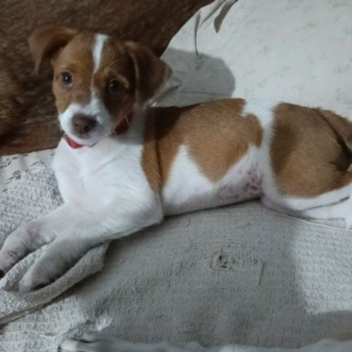 Leva, adorable chiot femelle de 3 mois #2