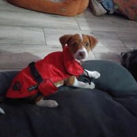 Leva, adorable chiot femelle de 3 mois