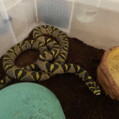 Serpent-ratier mandarin / couleuvre de jade. #1