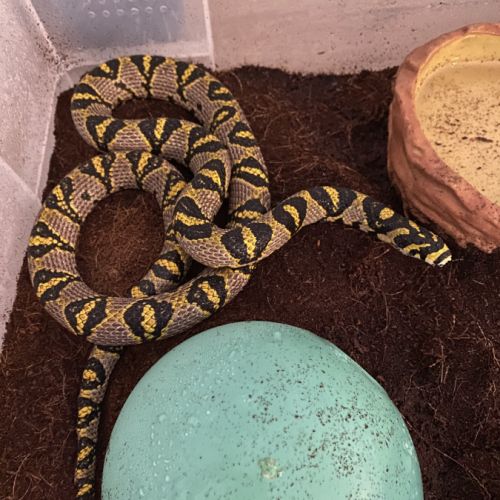 Serpent-ratier mandarin / couleuvre de jade.