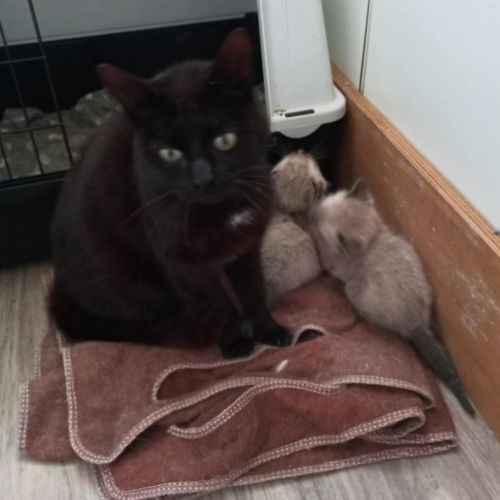 Agalie-adoption en cours #2