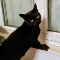 Agalie-adoption en cours