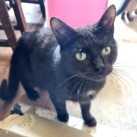 Agalie-adoption en cours #4