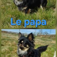 Chiots pomchi