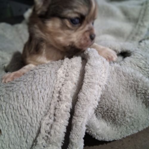 Chiots chihuahuas #1