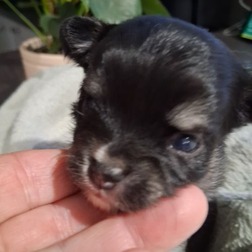 Chiots chihuahuas #2