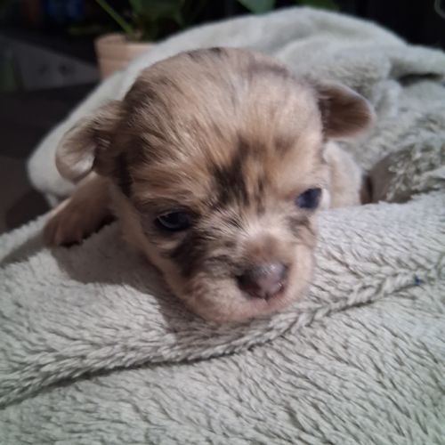 Chiots chihuahuas #3