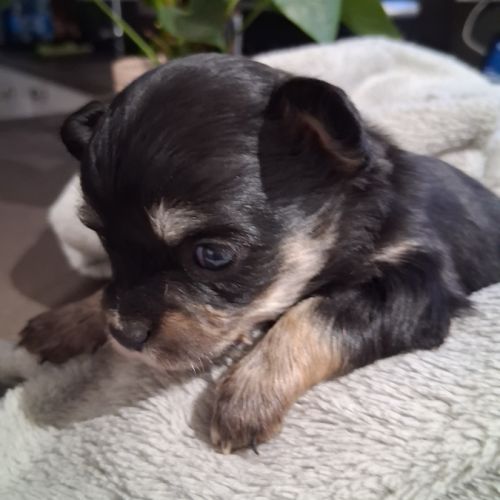 Chiots chihuahuas #4