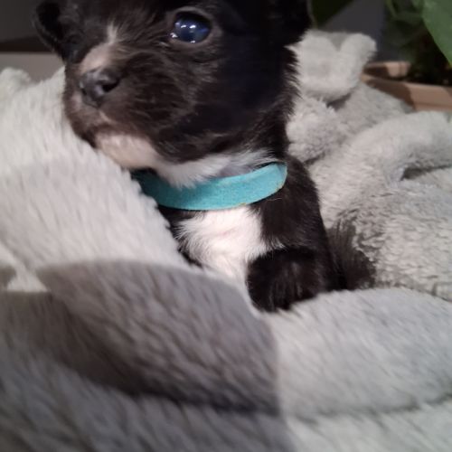 Chiots chihuahuas #0