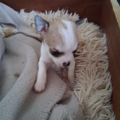 Chiots chihuahuas #6