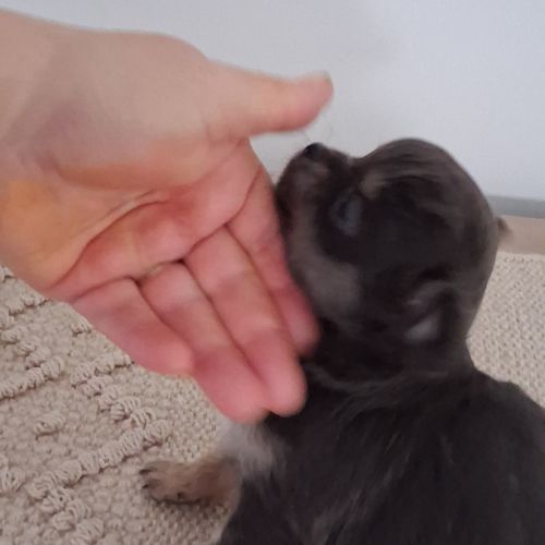 Chiots chihuahuas #7