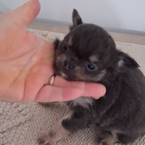 Chiots chihuahuas #8