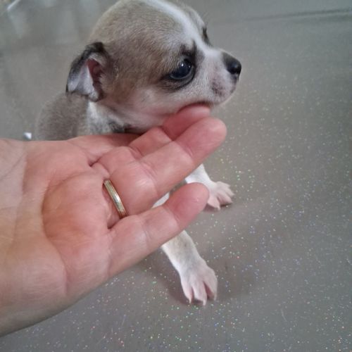 Chiots chihuahuas #9