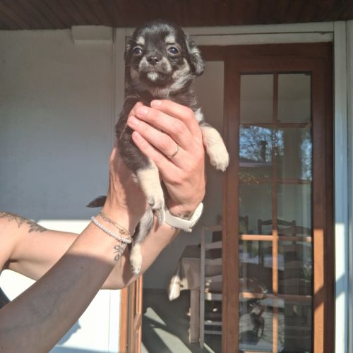 Chihuahuas petits gabarits poils longs #3