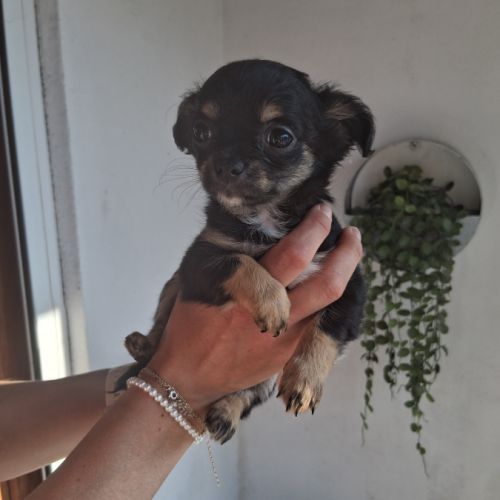 Chihuahuas petits gabarits poils longs #5