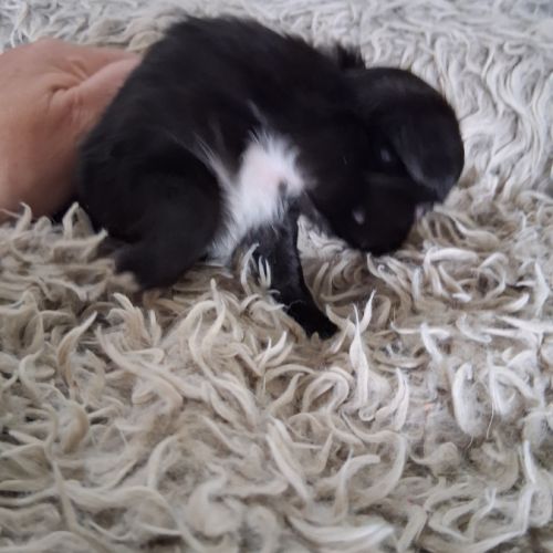 Chihuahuas femelles #2