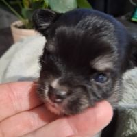 Chiots chihuahuas #2