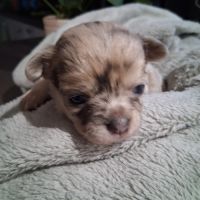 Chiots chihuahuas #3