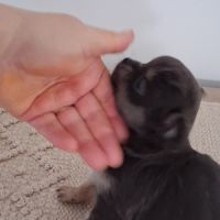 Chiots chihuahuas #7