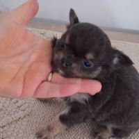 Chiots chihuahuas #8