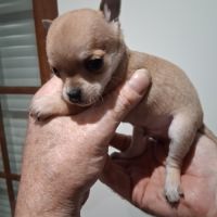 Chihuahuas petits gabarits poils courts #2